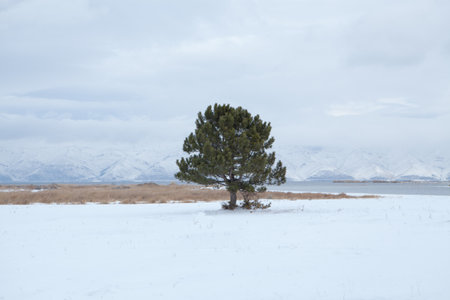 beautiful trees by the lake in winterの写真素材