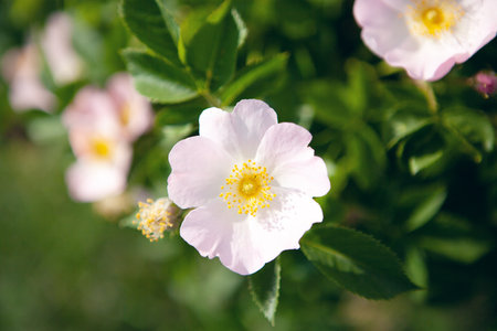 white wild rose flower on the bushの写真素材