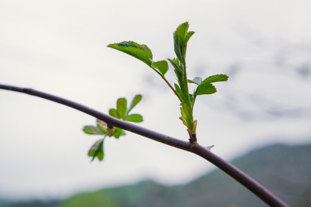 small leaves green trees on nature backgroundの写真素材