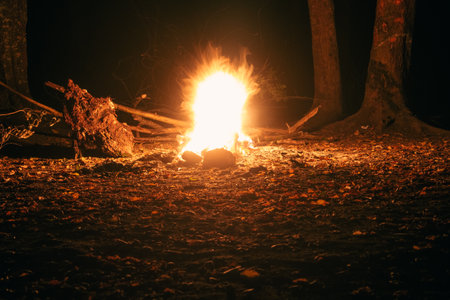 burning fire in the forest