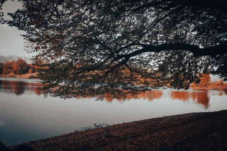 small lake in the forest