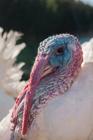 white turkey in the farmの写真素材