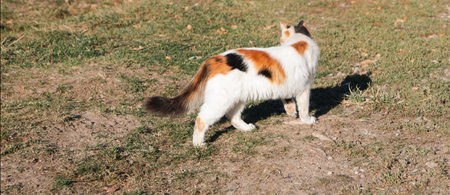 a closeup shot of a cute catの写真素材