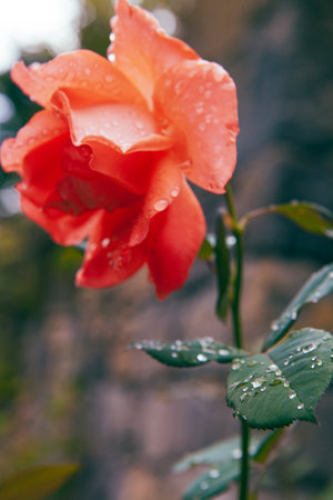 beautiful red rose in the gardenの写真素材