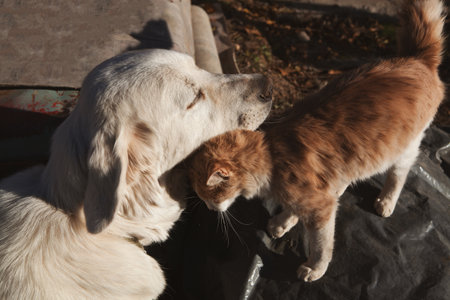 cat and dog playing with each other