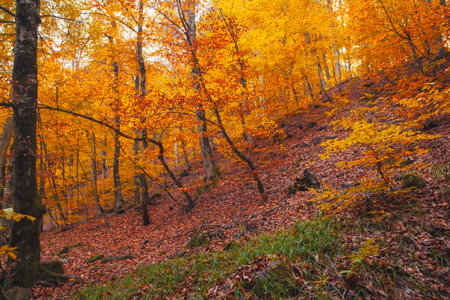 autumn leaves, fall season floraの写真素材