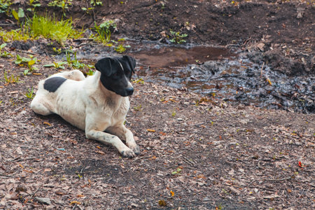 the dog is resting.の写真素材