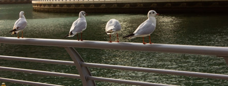 seagull in flight over a riverの写真素材
