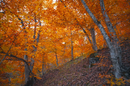 colorful autumn trees with orange foliageの写真素材