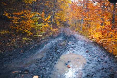 a beautiful view of a road through autumn forest in the woodsの写真素材