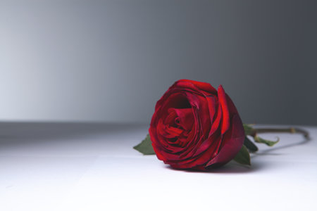 beautiful red rose on a white backgroundの写真素材