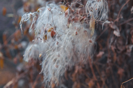 dry leaves in the forest
