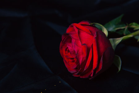 red rose on black backgroundの写真素材