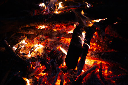 fire flames in the forest