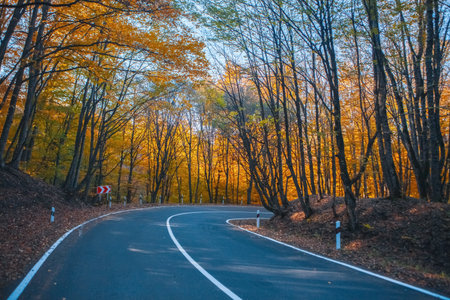 beautiful road in the forest