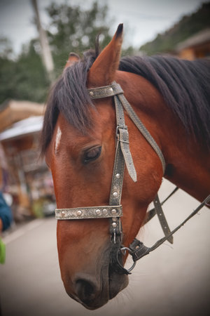 beautiful horse on the road.