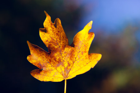 Close up of a yellow autumn maple leaf on a blurred background.