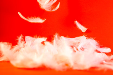 White feathers on a red background. Shallow depth of field.の写真素材