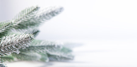 beautiful christmas tree branches on white backgroundの写真素材