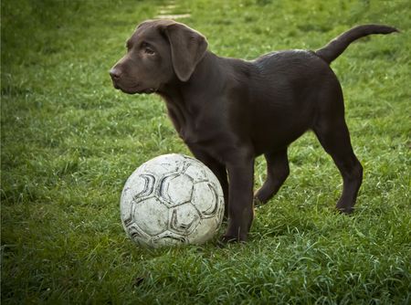 lab and ballの写真素材