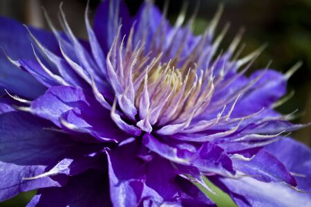 clematis flowerの写真素材