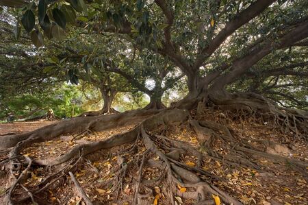 ombúの写真素材