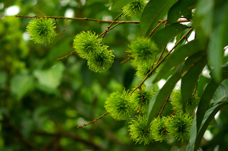 Chanthaburi Rambutan before ripeningの写真素材