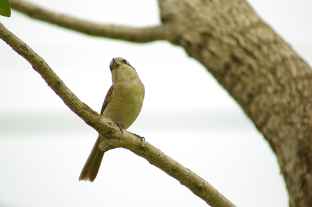 Brown Shrike winter visitorの写真素材