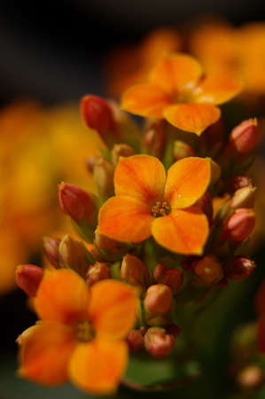 Red kalanchoe closeupの写真素材