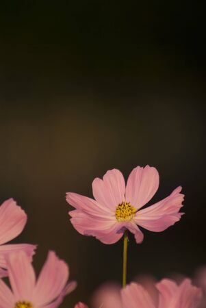 Pink Cosmos Flower