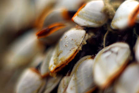 Close-up Sand on Seashellの写真素材