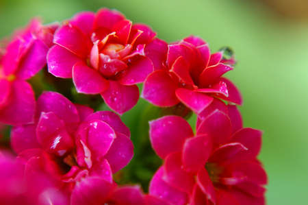 Red kalanchoe closeupの写真素材