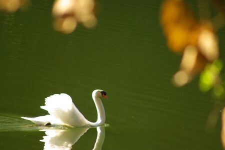 white swanの写真素材
