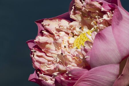 small insect in lotusの写真素材