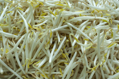 bean sproutsの写真素材