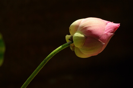 Pink Lotusの写真素材