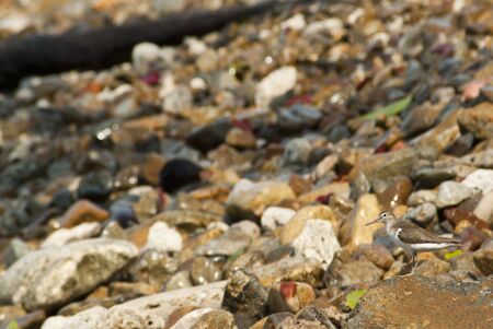 Sea bird hide at rocky beachの写真素材