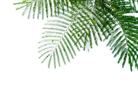 leaf of flame treeの写真素材