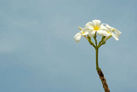 White Plumeriaの写真素材