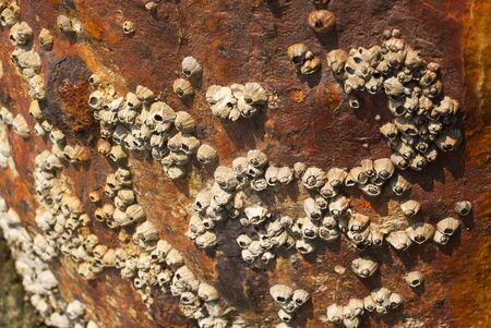 Rock barnacle on corrosion poleの写真素材