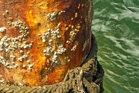 Rock barnacle on corrosion poleの写真素材