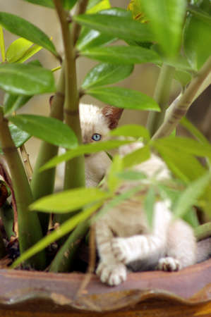 White kitten