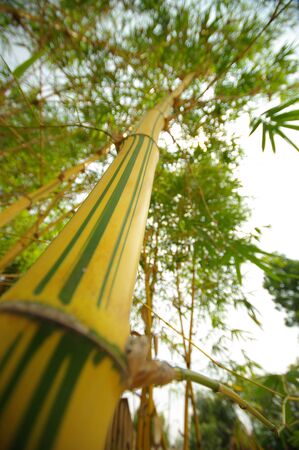 yellow and green color bambooの写真素材