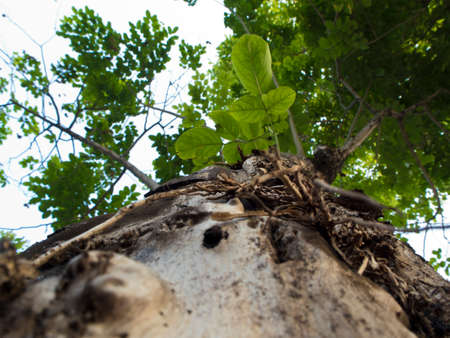 Texture of Big tree