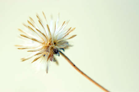 Wild daisyの写真素材