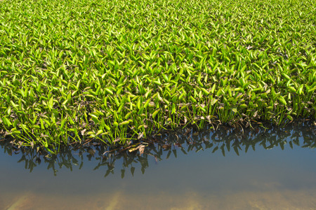 Water hyacinth weed of pond