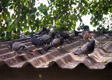 Pigeon on the roof Make dirty roofの写真素材