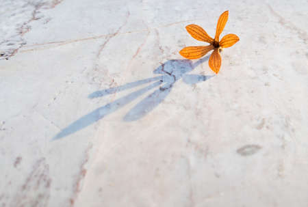 Small and delicate flower on stone tableの写真素材
