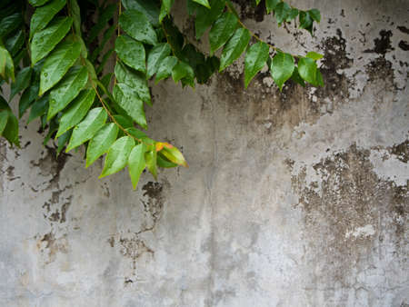 Leaves of star gooseberry tree on Concrete wall backgroundの写真素材