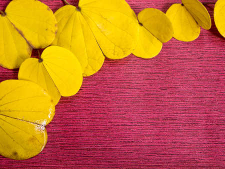Yellow leaf of Orchid Tree on Red Backgroundの写真素材